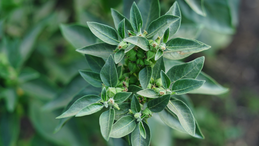 Ashwagandha: Ancient Wisdom Meets Modern Science
