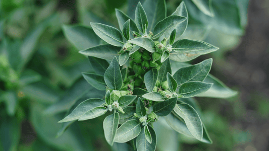 Ashwagandha: Ancient Wisdom Meets Modern Science - Nutracene